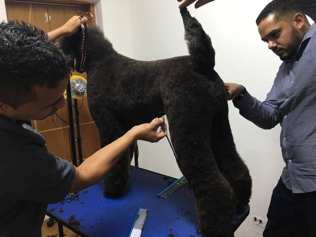 Quanto Custa Stripping em Cães na Cidade Tiradentes - Trimming em Fox Terrier