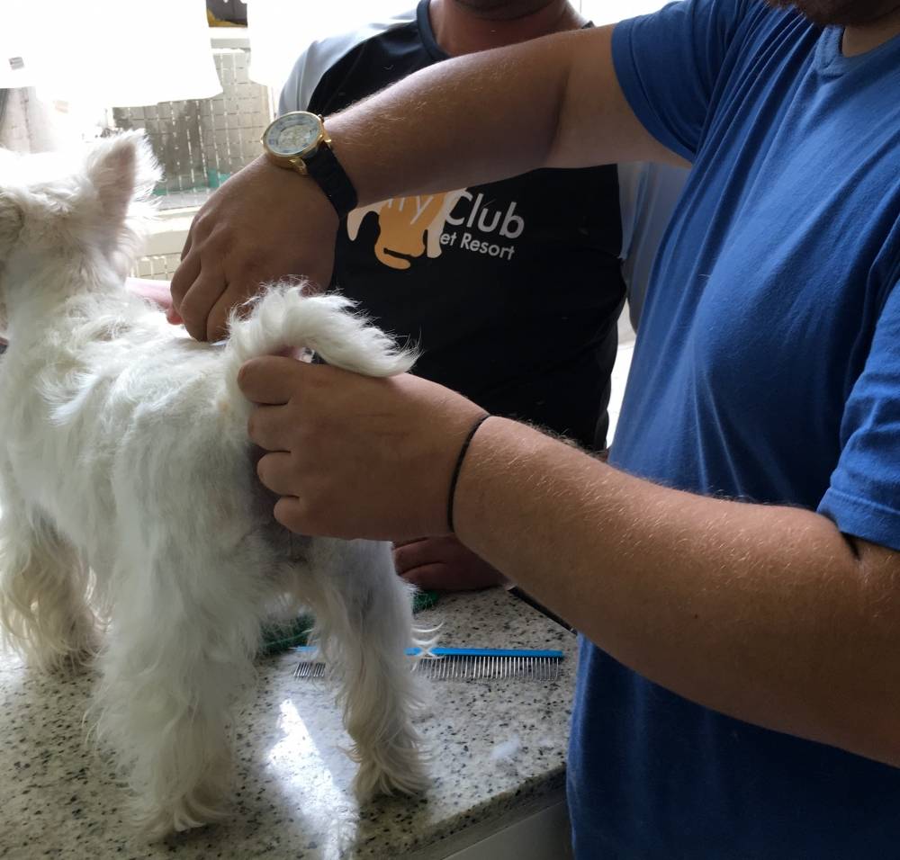 Quanto Custa Stripping Scottish Terrier em José Bonifácio - Stripping em Westie