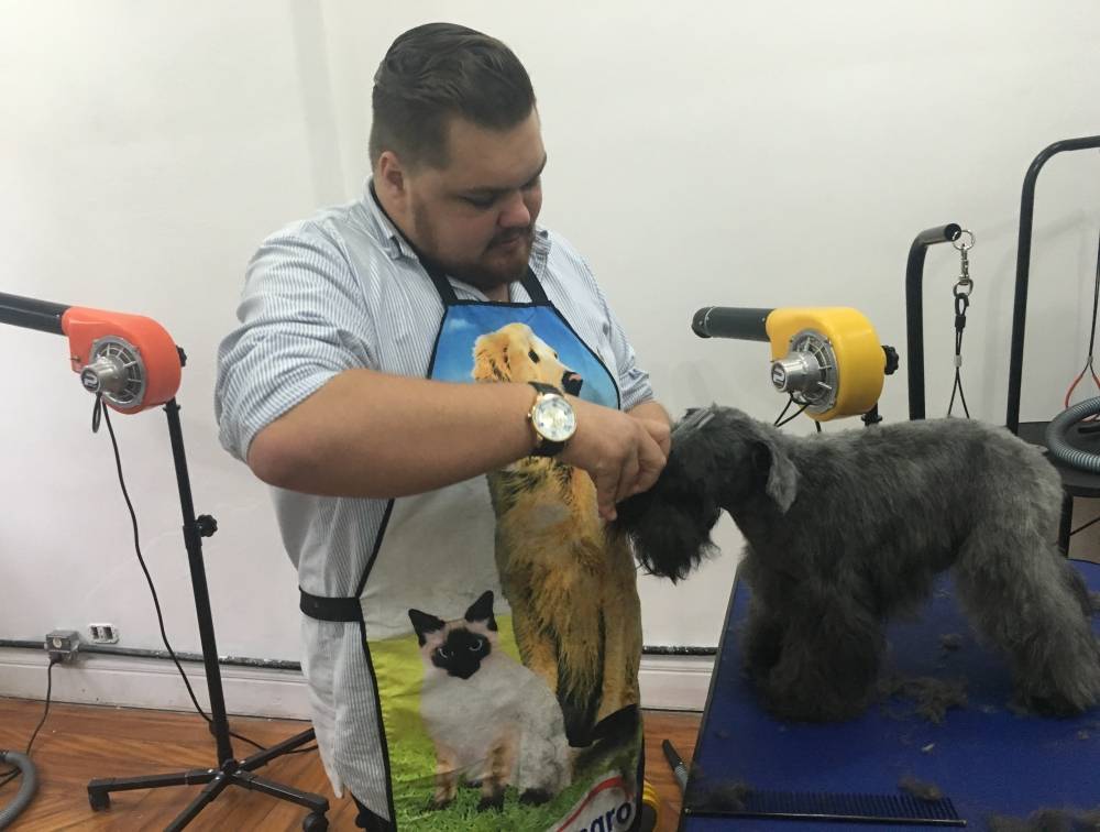 Quanto Custa Trimming em Fox Terrier em Ribeirão Pires - Hand-Stripping em Fox Terrier