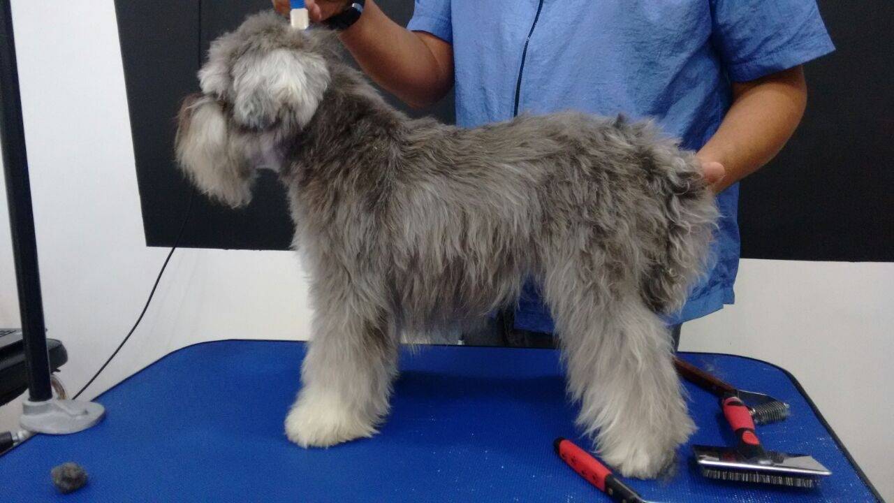 Quanto Custa Trimming Scottish Terrier em São Miguel Paulista - Stripping em Cães
