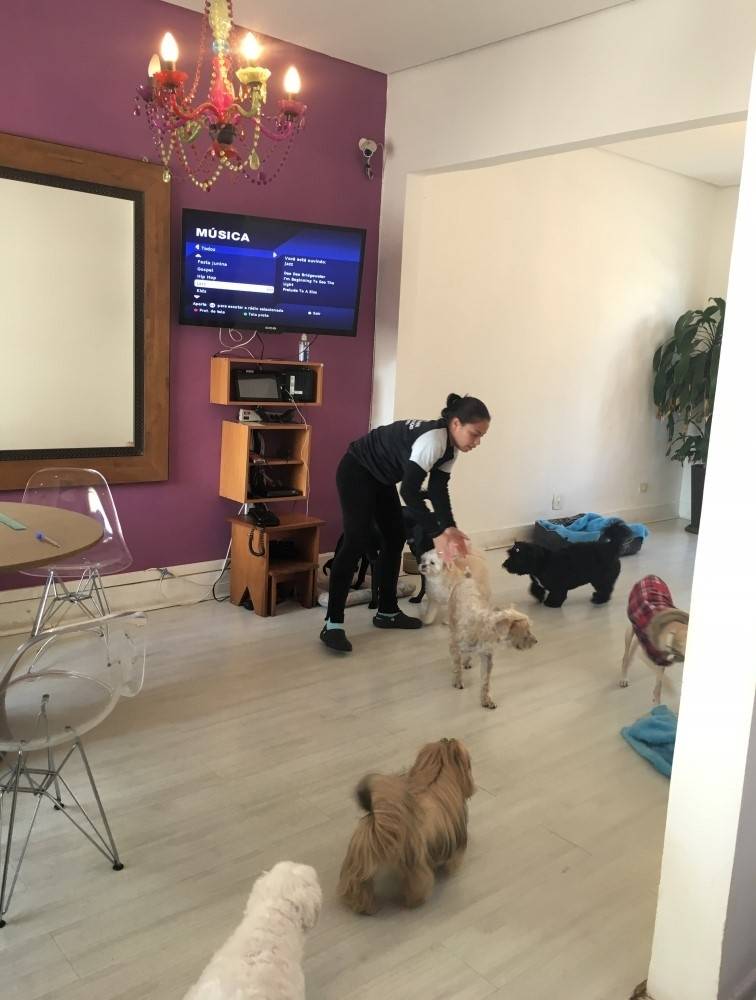 Serviço de Creche Canina no Mandaqui - Day Care para Cães