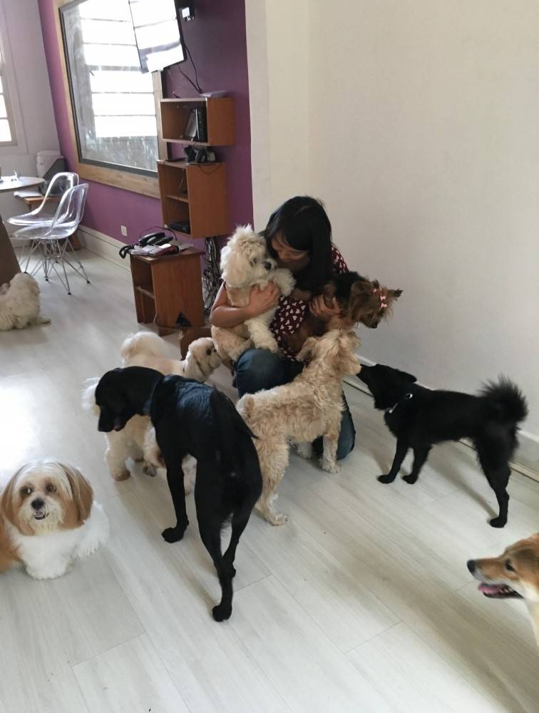 Serviço de Empresas de Adestramento de Cachorro na Santa Efigênia - Adestramento para Cães