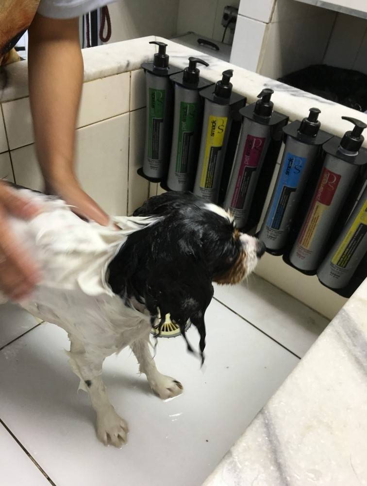 Serviço de Estética Canina em Higienópolis - Espaço de Estética para Cachorros