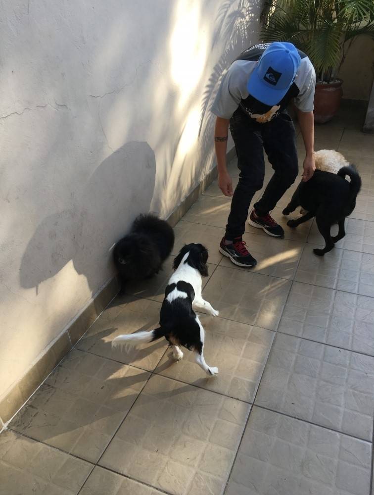 Serviço de Hospedagem para Cachorro no Jardim São Luiz - Creche e Hotel para Cachorro