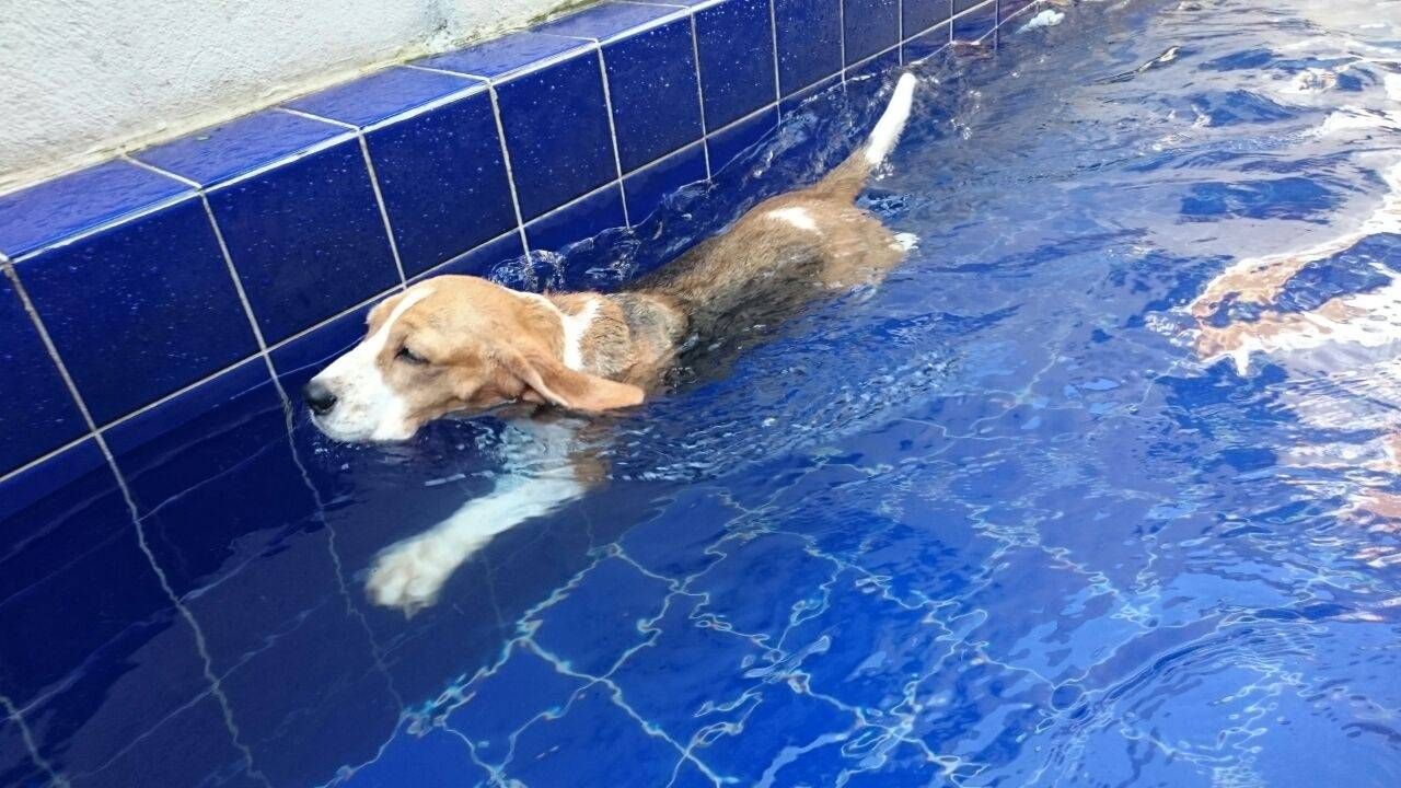 Serviço de Natação para Cães em José Bonifácio - Natação para Cachorro na Vila Mariana
