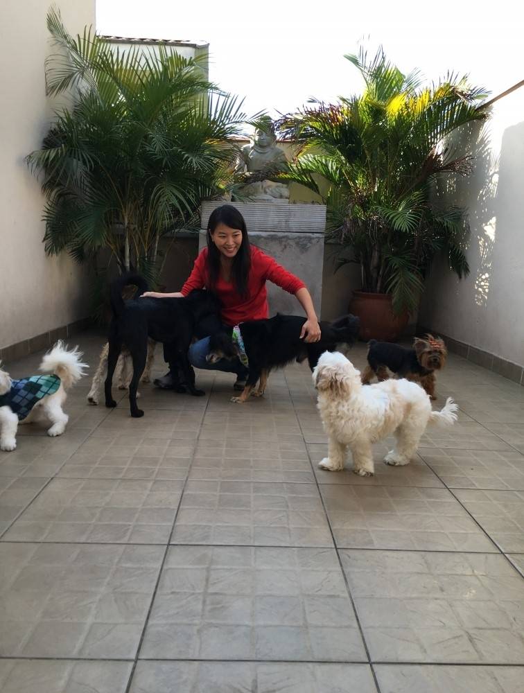 Serviço Especializado em Adestramento de Cachorro na Lauzane Paulista - Serviços para Adestramento de Cães