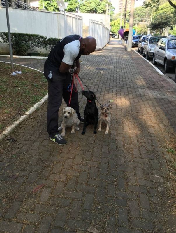 Serviço Especializado em Adestramento no Jardim São Luiz - Adestramento para Cachorros