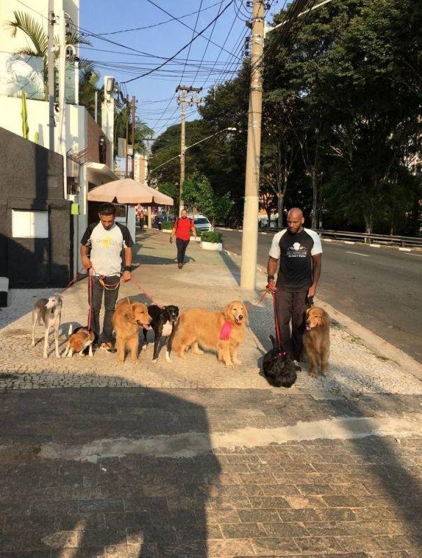 Serviços de Adestramento Canino na Vila Leopoldina - Adestramento de Cachorros