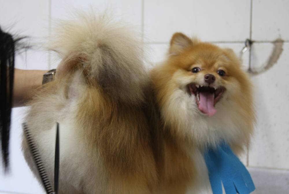 Serviços de Banho e Tosa para Cão em Juquitiba - Banho e Tosa de Cães