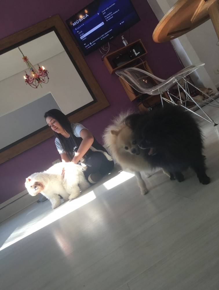 Serviços de Creche Canina em Salesópolis - Day Care para Cachorro