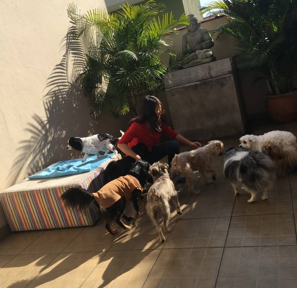 Serviços de Creche para Pet em Brasilândia - Creche de Cães