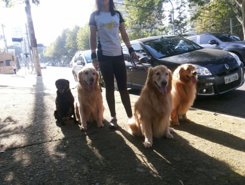 Serviços de Creches para Cães na Bela Vista - Creche de Cachorro