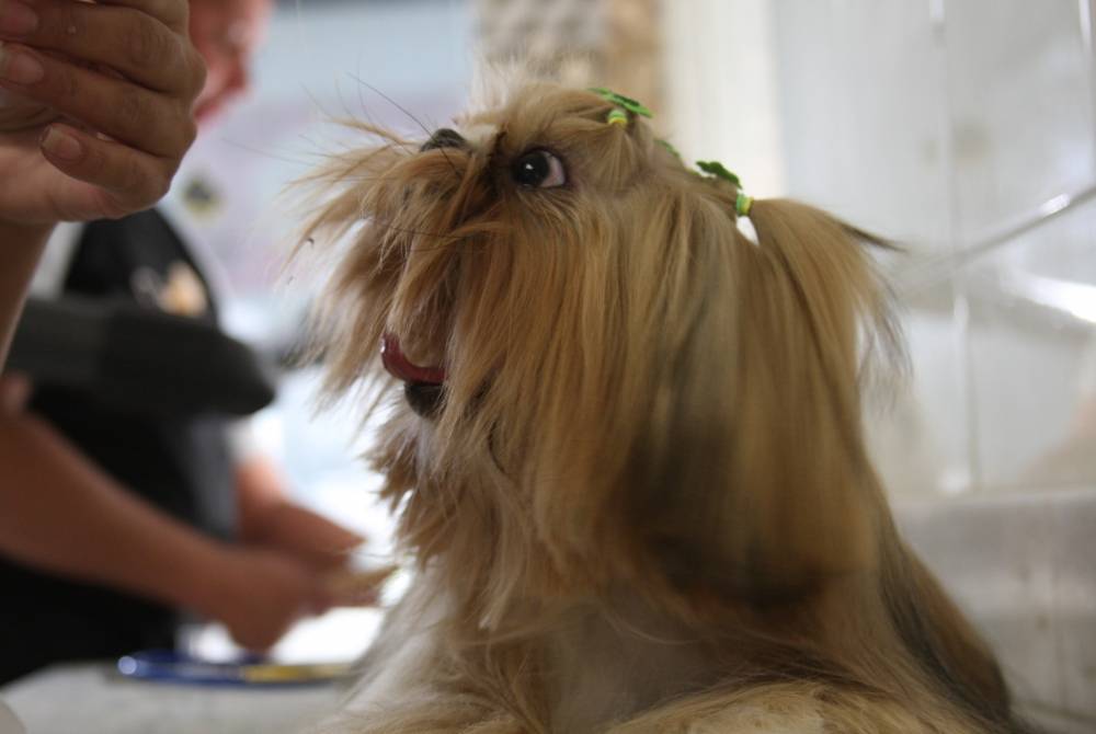Serviços de Estética para Cachorros em Pirituba - Serviços de Estética para Cachorro