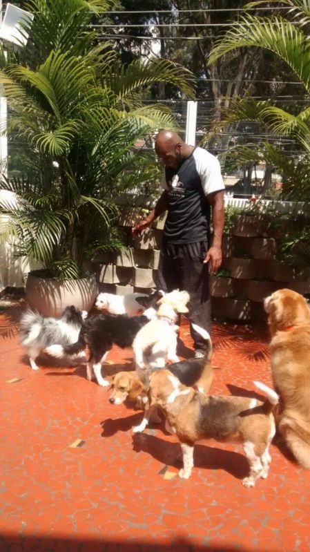 Serviços de Hospedagens para Cachorros no Morumbi - Creche Hotel para Cães