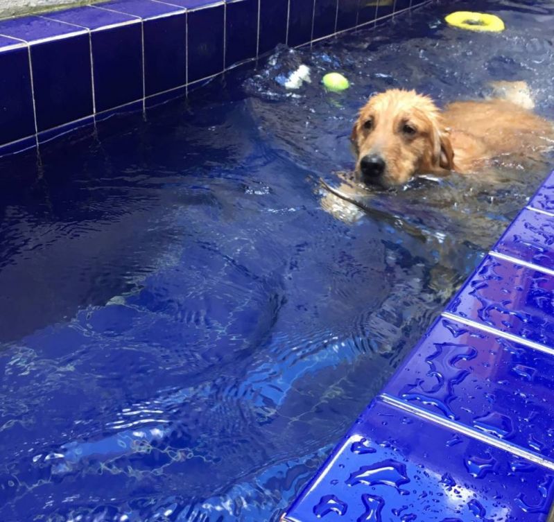 Serviços de Natação Canina em Água Rasa - Aulas de Natação para Cachorro