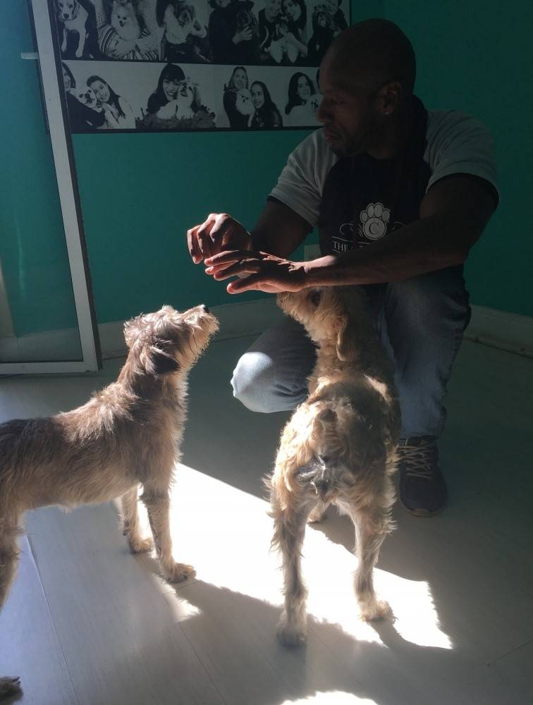 Serviços Online para Adestramento de Cães em Guarulhos - Adestramento para Cachorro em São Paulo