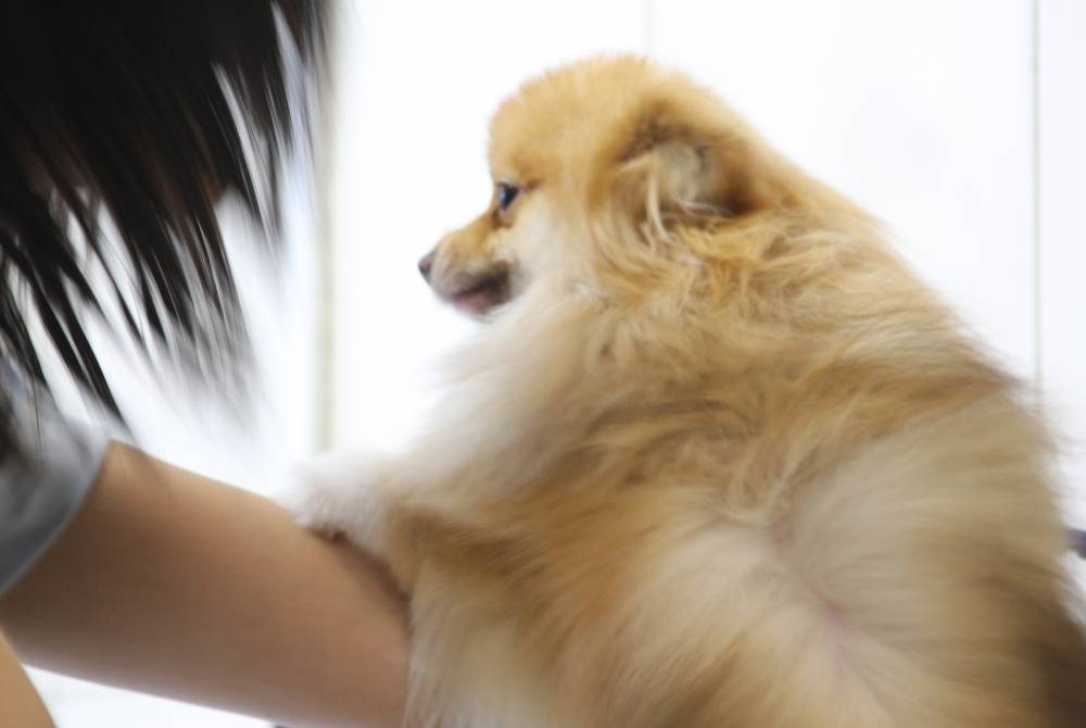 Serviços Online para Banho e Tosa de Cachorros em Engenheiro Goulart - Banho e Tosa Higiênica para Cachorro