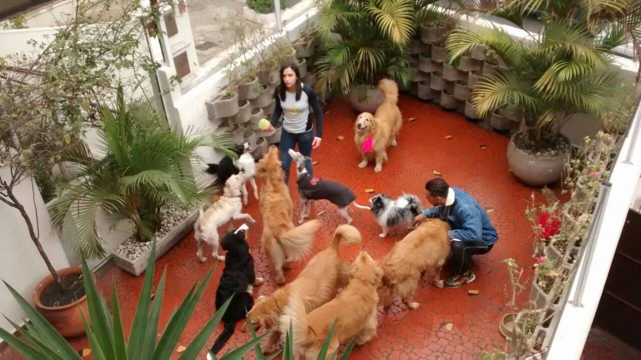 Serviços para Adestramento de Cães no M'Boi Mirim - Adestramento para Cachorro em São Paulo
