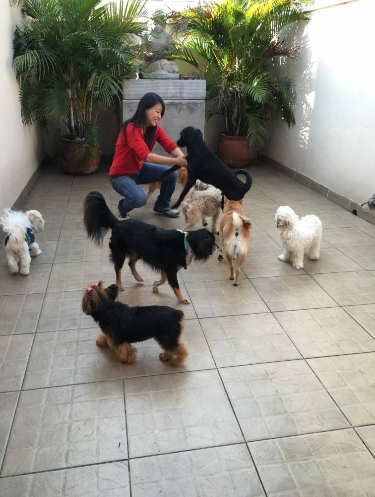 Serviços para Adestramento Preço em Santana - Serviços para Adestrar Cães
