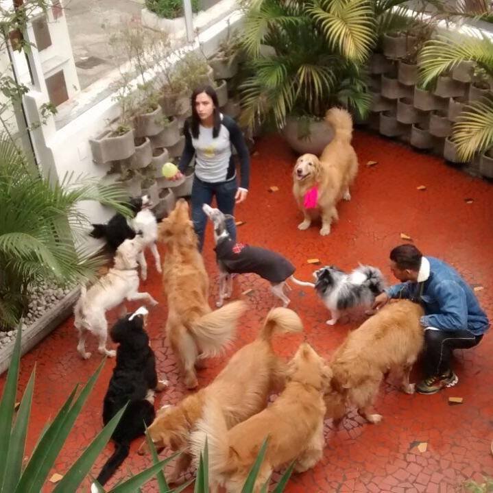 Serviços para Adestramento no Jardim América - Adestramento de Cães