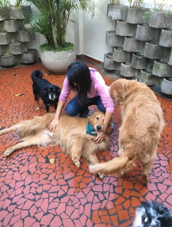 Serviços para Adestrar Cães Preço na Vila Leopoldina - Adestramento para Cachorro em São Paulo