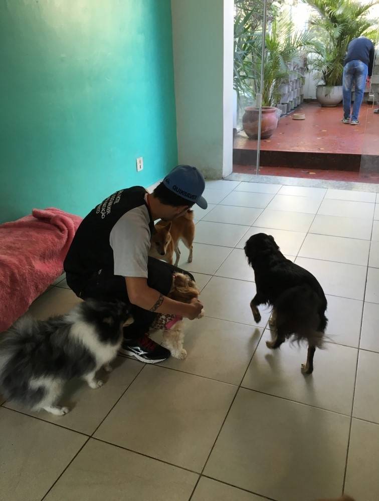 Serviços para Adestrar Cães no Jardim Paulistano - Adestramento para Cães