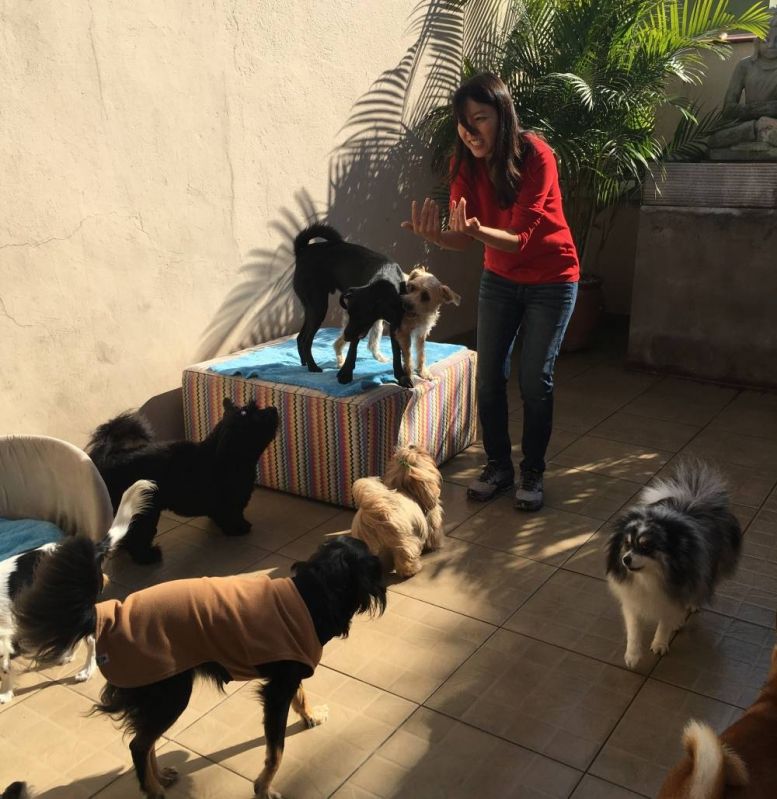 Serviços para Cães em Brasilândia - Hotelzinho para Cachorro