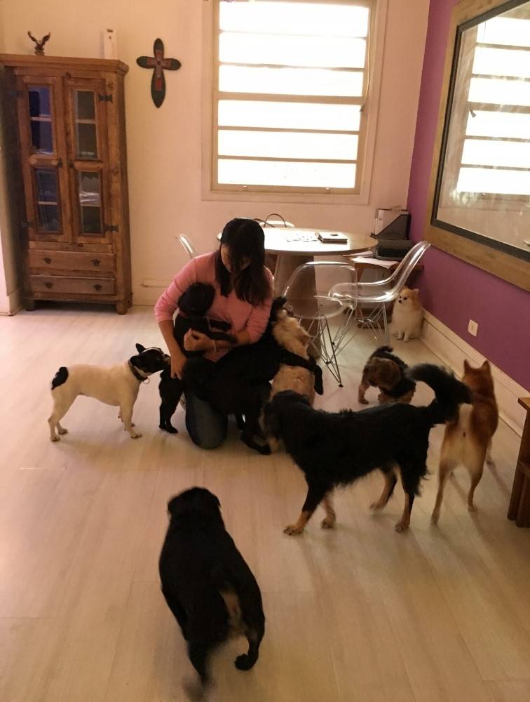 Spa para Cachorros Preço na Lauzane Paulista - Spa para Cães