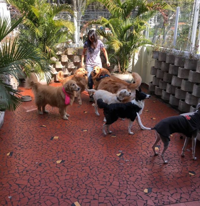 Spa para Cães na Cidade Tiradentes - Spa para Cães