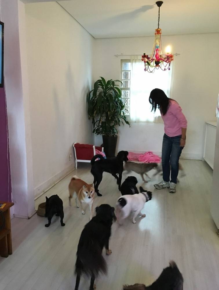 Spas para Cachorros em Pinheiros - Spa para Pet 