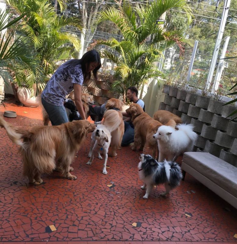 Spas para Cães em Higienópolis - Spa para Cachorros
