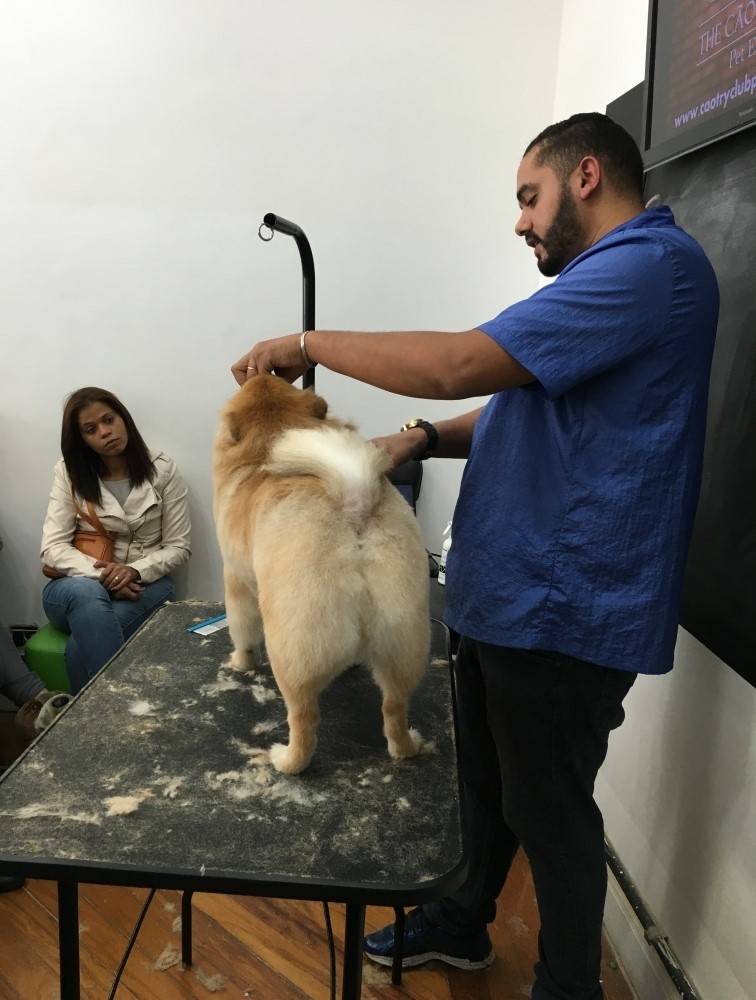 Stripping em Fox Terrier em Interlagos - Hand-Stripping em Schnauzer