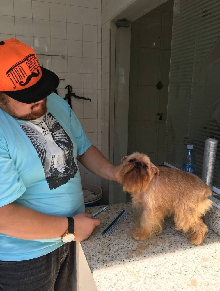 Stripping Schnauzer na Lauzane Paulista - Stripping Scottish Terrier