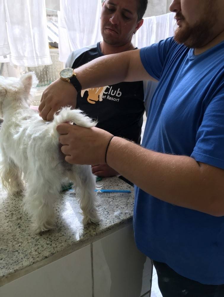 Stripping Scottish Terrier Preço na Cidade Patriarca - Stripping em Cães
