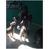 adestramento de cães preço em Biritiba Mirim