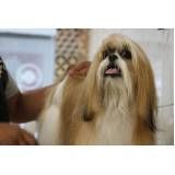 banho e tosa para cachorro em são paulo preço na Cidade Tiradentes