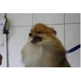 banho e tosa para cães preço em Higienópolis