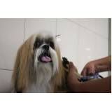 banho e tosa para cão em Francisco Morato