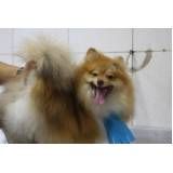 clínica de banho e tosa para cães no Bairro do Limão
