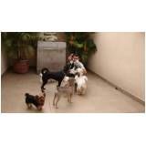creche de cães em Itaquera