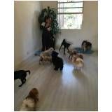 creche e hotel para cachorro em Itapecerica da Serra