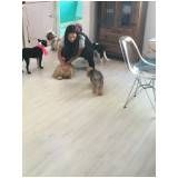 cursos de adestramento para cachorros no Arujá