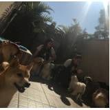 Day Care para cães online em Pinheiros
