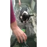 fisioterapia de cachorro preço em Água Rasa