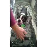 fisioterapia de cachorro na Água Funda
