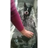 fisioterapia veterinária para cachorro em Água Rasa