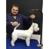Hand-Stripping em Cães sp no Jabaquara