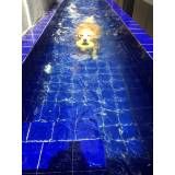 aulas de natação para cachorro