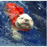 serviços de natação para cães