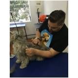 onde encontrar Hand-Stripping em Fox Terrier em Caieiras